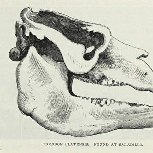 Toxodon Platensis, found at Sadillo