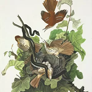 Toxostoma rufum, brown thrasher