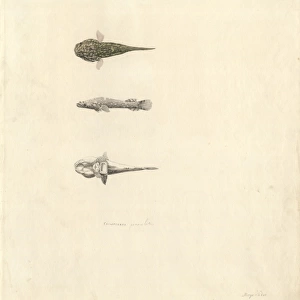 Trachelochismus pinnulatus, lumpfish