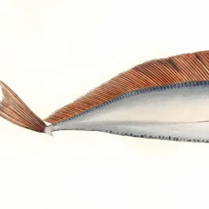 Trachipterus arcticus, or Dealfish