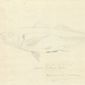 Trachurus declivis, greenback horse mackerel