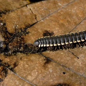 Tractor millipede