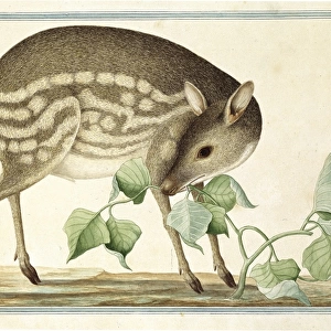 Tragulus javanicus, lesser mouse-deer