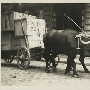 Transport by Ox Cart - Istanbul, Turkey Date: 1922