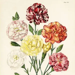 Tree carnation varieties, Dianthus caryophyllus