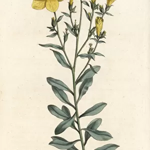 Tree flax, Linum arboreum