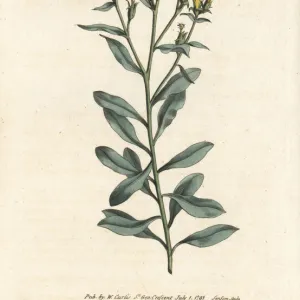 Tree flax, Linum arboreum