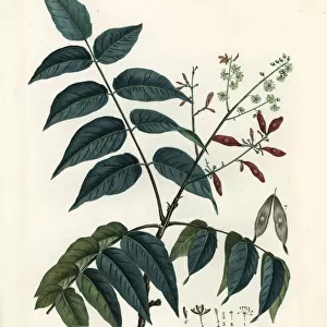 Tree of heaven, ailanthus or chouchun, Ailanthus altissima