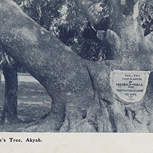Tree planted by Archibald Bogle and his wife - Myanmar