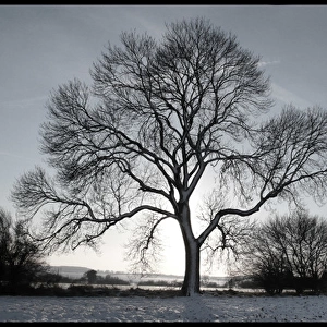 Tree in snowy field Winter