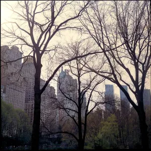 Trees Central Park plus buildings, New York, USA Trees Central Park plus buildings, New York, USA