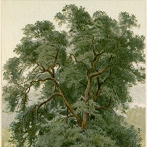 Trees / Holm Oak / Chromo