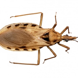 Triatoma cavernicola, triatomine bug