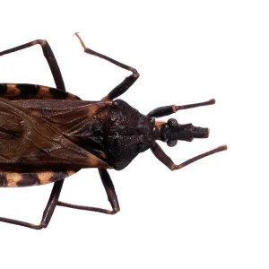 Triatoma infestans, kissing bug