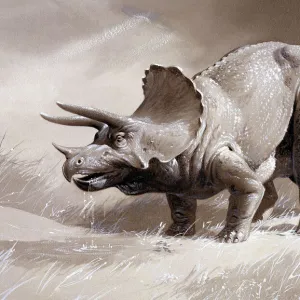 Triceratops