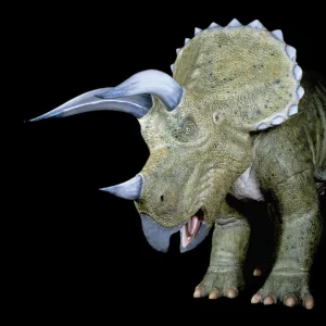 Triceratops