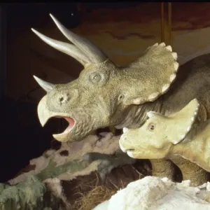 Triceratops