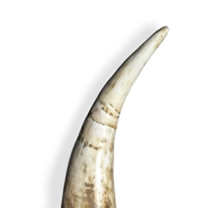 Triceratops horn