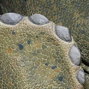 Triceratops skin detail