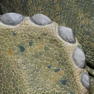 Triceratops skin detail