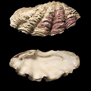 Tridacna gigas, giant clam
