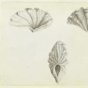 Tridacna maxima R�g, 1798, giant clam