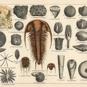 Trilobite, sponge and zoophyte fossils