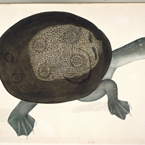 Trionyx sewaare, turtle