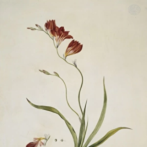 Tritonia crocata, corn lily