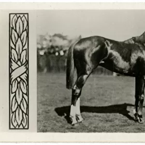 Trivalve, Australian race horse