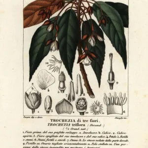 Trochetia triflora