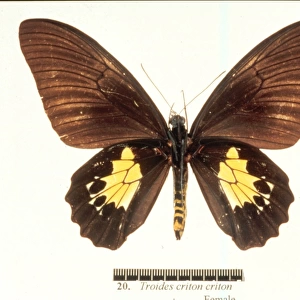 Troides criton, birdwing butterfly