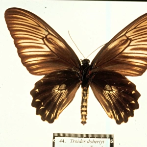 Troides dohertyi, birdwing butterfly