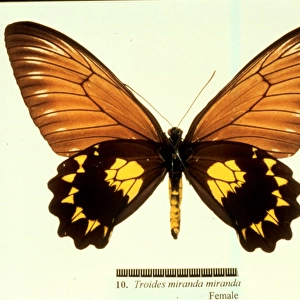 Troides miranda, birdwing butterfly
