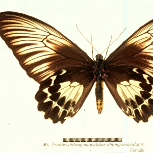 Troides oblongomaculatus, birdwing butterfly