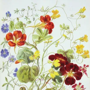 Tropaeolum sp. nasturtium