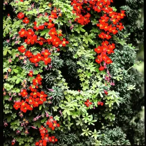 Tropaeolum Speciosum (Flame Flower)