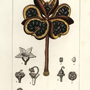 Tropical chestnut or nawa tree, Sterculia balanghas