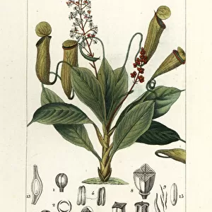 Tropical pitcher plant, Nepenthes distillatoria