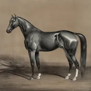 Print of Mambrino Champion Trotting Stallion Print of Mambrino Champion Trotting Stallion
