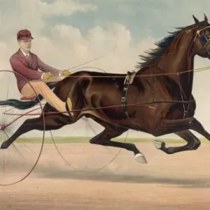 Print of Trotting Stallion Phallas, c1883 Print of Trotting Stallion Phallas, c1883
