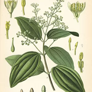 True cinnamon or Ceylon cinnamon, Cinnamomum verum