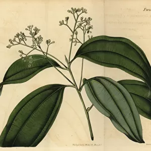 True cinnamon tree or Ceylon cinnamon, Cinnamomum verum