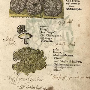 Truffle, Tuber melanosporum, mushroom species