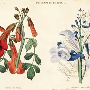 Trumpet vine, Campsis radicans, and blue jacaranda