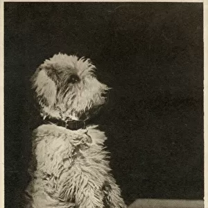 Trust - A Glen of Imaal Terrier demonstrating the Glen Sit. Date: 1942