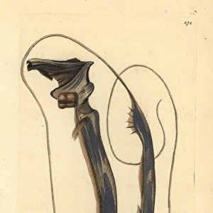 Tube-eye or threadtail, Stylephorus chordatus