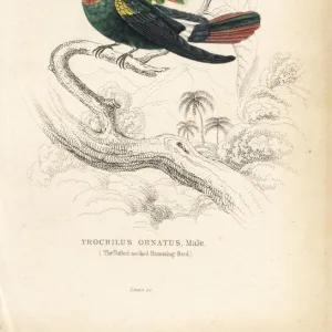 Tufted coquette, Lophornis ornatus, male