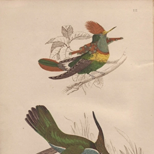 Tufted-necked hummingbird, Trochilus ornatus