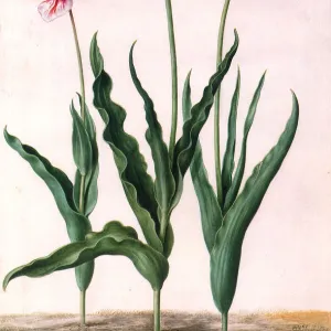 Tulip Botanical Date: 1652